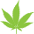 Marijuana